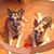 Mary Galanis Dziedzic's profile image