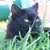 Merlady Gibson's profile image