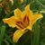 Sharyn Thompson's profile image