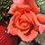Karen Broadwell's profile image