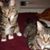 Tracey Fortier's profile image