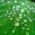 Indrani Roy Paul's profile image
