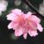 Alice Okinawa's profile image