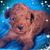 Lori Petruccelli's profile image
