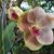 Karen Henington's profile image
