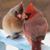 Angie Lindsay-Williams's profile image