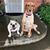 Sheri Meidinger Carpenter's profile image