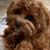 Lynda LeBlanc's profile image