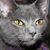 Kimberly Ann Appleton-Lamb's profile image