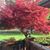 Carmella Grecco Murray's profile image