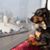 Janet Daugherty's profile image