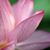 Judy Lang Auckenthaler's profile image