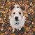 Katie Bondhus's profile image