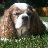 Anthony Annese's profile image