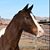 Laura Benson Nichols's profile image