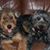 Chrissy Uchtman Dunning's profile image