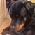 Terri Netland Redding's profile image