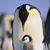 Karen Harrison's profile image