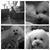 Lisa Koontz's profile image