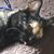 Elizabeth Simi's profile image