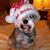 Dolores Garcia's profile image