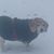 Peggy Frickson Paulson's profile image