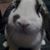 Crystal Kent's profile image