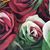 Juleann Gilroy Kurcin's profile image