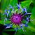 Joyce Alvey Goehring's profile image