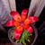Maribel Torres Paz's profile image