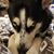 Dana Ogle's profile image