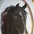 Karen Williams Mora's profile image