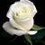 Carolyn Bultman's profile image