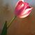 Kathleen Harrington Knopeck's profile image