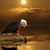 Kay Creffield's profile image