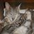Tiger Leaton's profile image