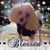 Sue Wood's profile image