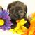 Cherice Nordsving Bearden's profile image