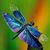 Carolyn Stewart Collins's profile image