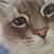 Ginny M Viruegas's profile image