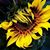 Lori Jones's profile image