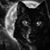 Sean Leclercq's profile image