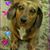 Dolores Hugues's profile image