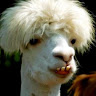 Bruno L.'s profile image