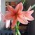 Lynn Lamb's profile image