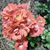 Shelby Grace Johnston's profile image
