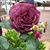 TracyLeigh Fuerst's profile image