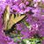 Shari Middlewood's profile image