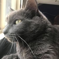 Joe Zito's profile image