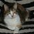 Megan Gamblin's profile image
